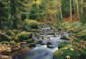 Forest Stream waterfall wall mural